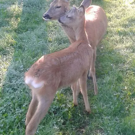 Gaestehaus Am Schlosspark Casa de hóspedes 3*